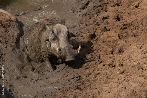 Facing the camera a warthog, with bristles covered in mud, sitting in a wallow. 