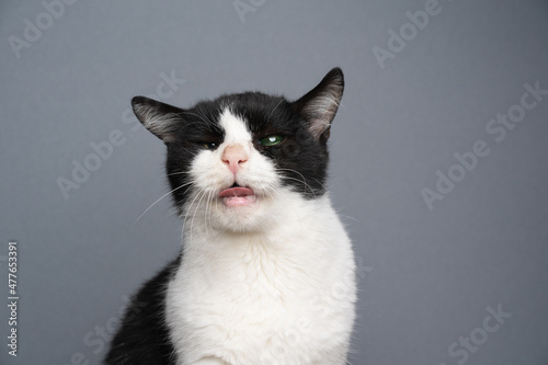 handicapped rescued black and white cat toothless and blind in one eye with mouth open sticking out tongue portrait on gray background