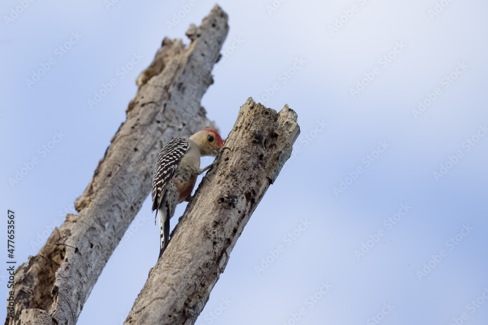Red Bellied Woodpecker Perched in Tree Red Bellied Woodpecker Perched in Tree