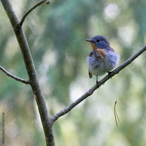 Red-breasted Flycatcher