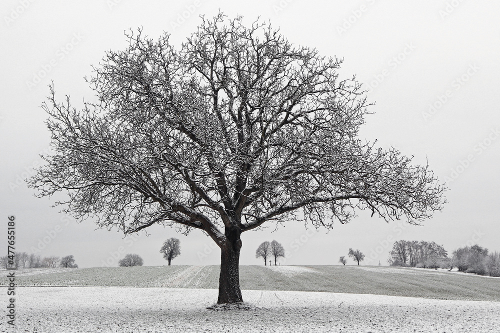 Fototapeta premium Nussbaum im Dezember