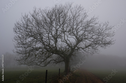 Dark morning tree in the mist