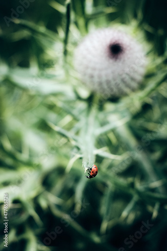 Ladybug in nature on dandelion in a field, isolated against a green background