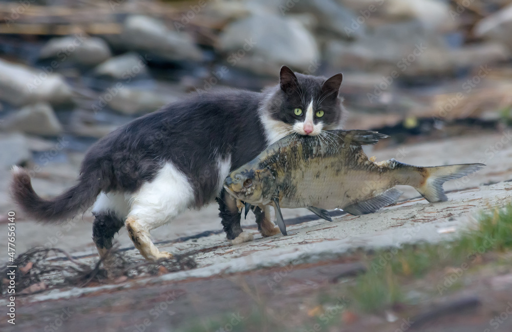 Fototapeta premium Wild feral cat holding very big fish catched near lake