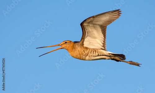Black-tailed godwit (limosa limosa) sideview flying and loud shouting in clear blue sky photo
