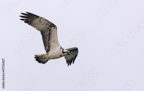 Osprey  Pandion haliaetus  flying in the bright sky with stretched wings  legs and tail 