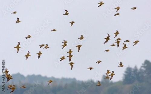 Flock of Golden plovers (Pluvialis apricaria) in flight over lands and fields during autumn migration © NickVorobey.com