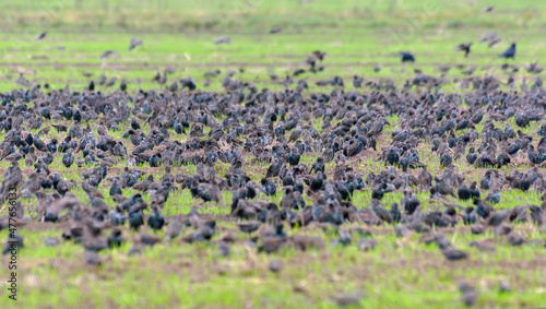 Big flock of common starlings (Sturnus vulgaris) feeding on green field in autumn season