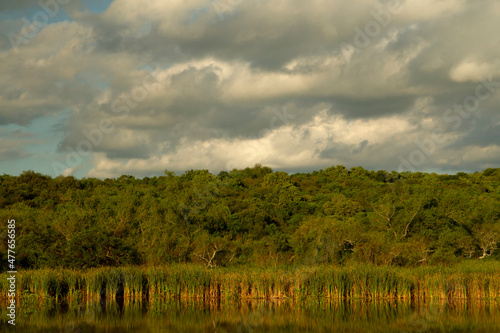 Wetland. View of the lush vegetation and its reflection in the lake, under a beautiful cloudy sky.