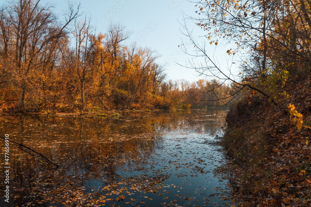 Obraz premium Autumn forest trees are reflected in the river. River in autumn forest.