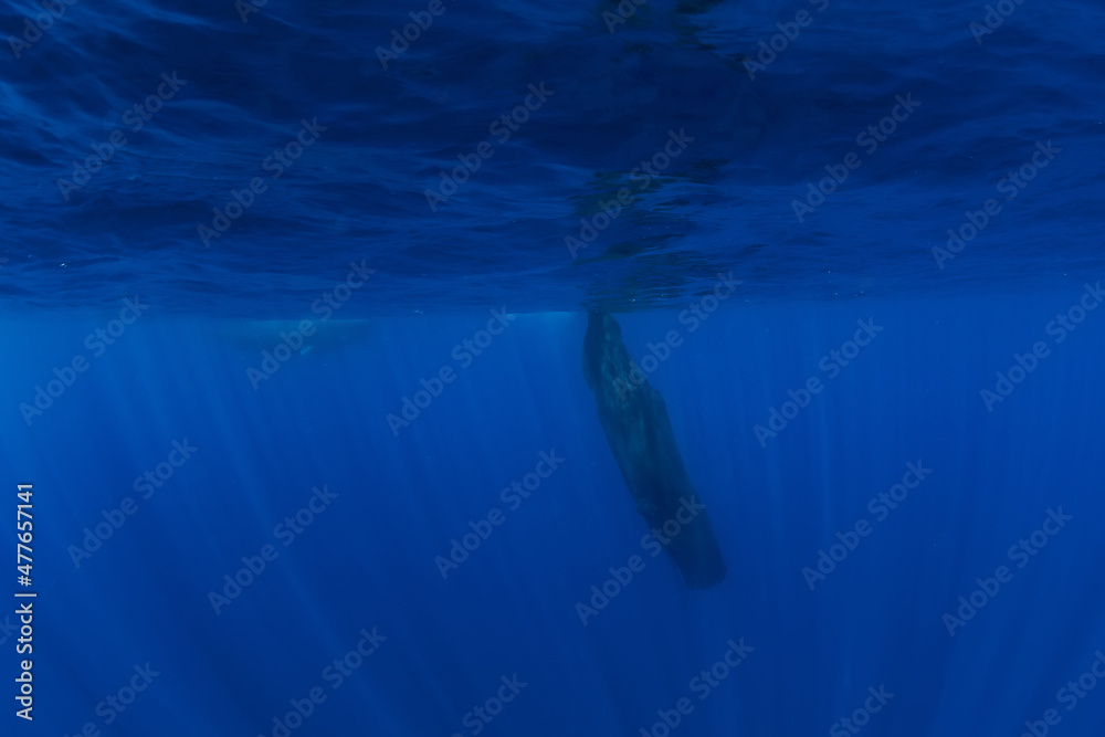 Fototapeta premium Sperm whale dive in blue ocean, Mauritius.