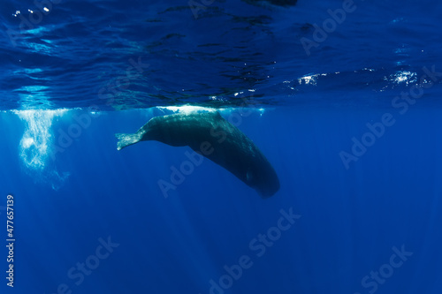 Sperm whale dive in blue ocean, Mauritius.