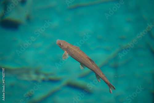 Fish in the transparent lakes of Jiuzhaigou Valley National Park, Sichuan, China photo