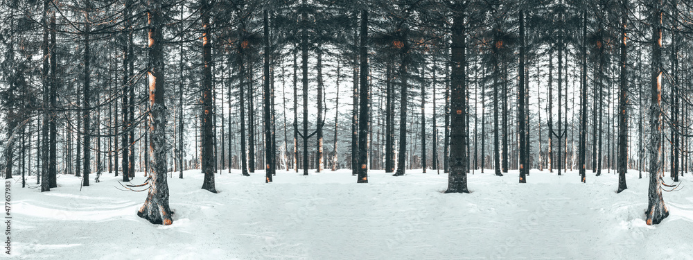 Obraz premium Amazing forest trees firs landscape snowscape view in the morning in black forest winter with snow ( Schwarzwald ) Germany background panorama banner - dark mood