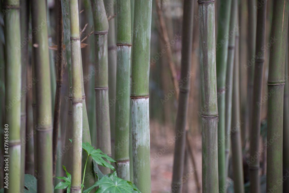 Bamboo stocks growing in a park in Chengdu, Sichuan Province, China Bamboo stocks growing in a park in Chengdu, Sichuan Province, China