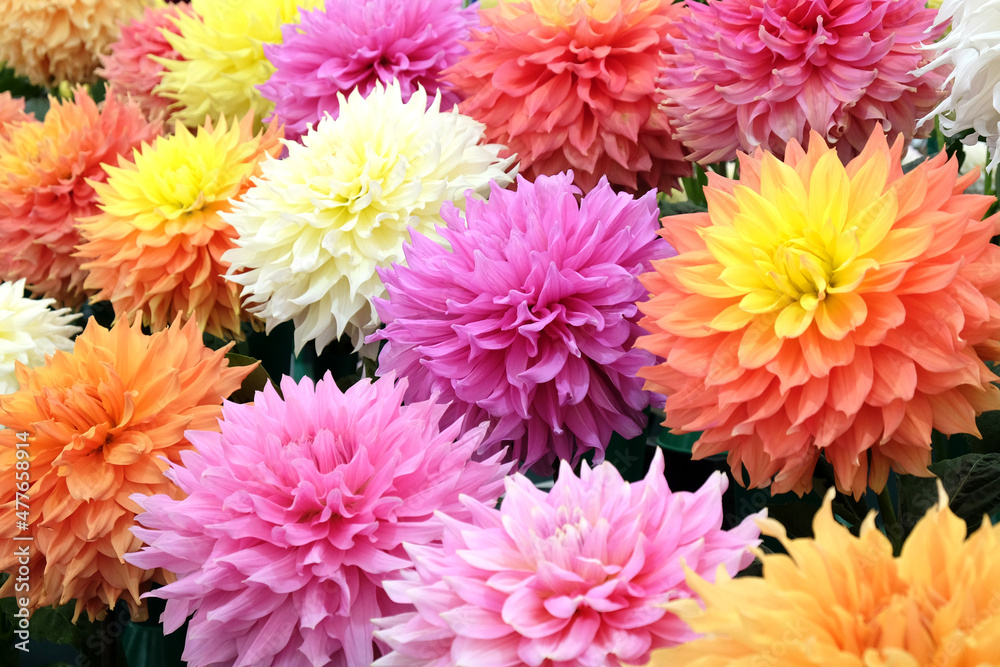 Colourful giant and large decorative dahlias in flower.