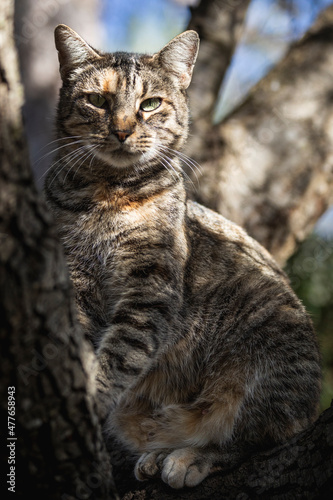Primer plano de un gato salvaje en la naturaleza © SULEPOL
