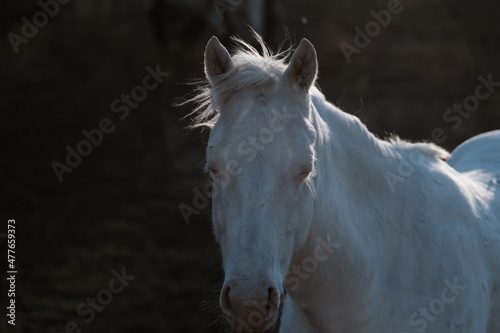 Young white paint horse with dark background and mane in wind with copy space.