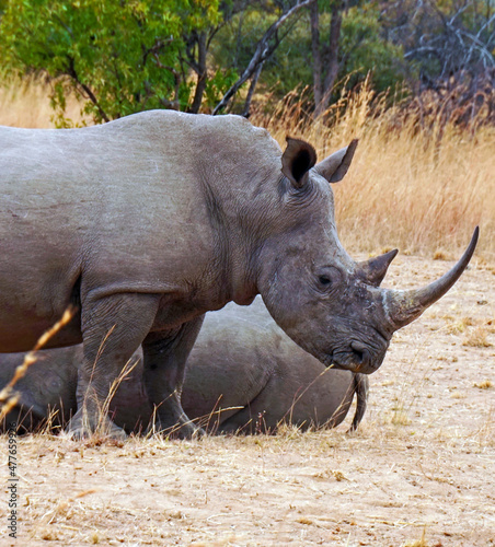 black rhino in the wild  side view 