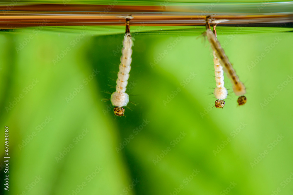 Mosquito larvae. Aedes aegypti mosquito larvae. Dengue fever, Chikungunya virus and Zika virus transmitter. Mosquito larvae. Aedes aegypti mosquito larvae. Dengue fever, Chikungunya virus and Zika virus transmitter.