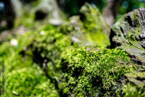 patch of moss showing both gametophytes and sporophytes with a blurred forest backdrop