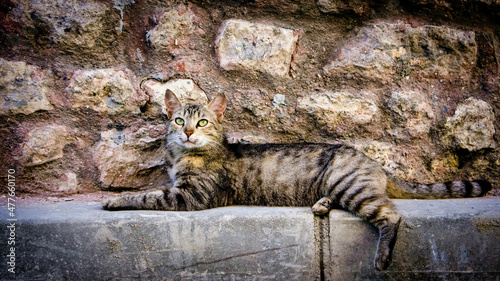 Tabby street cat looking at the camera in Istanbul, Turkey. A feral cat or a stray cat is an unowned domestic cat that lives outdoors and avoids human contact. Istanbul is famous with its street cats photo