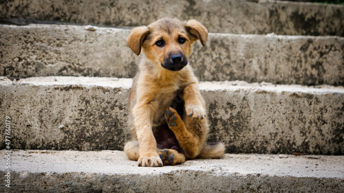 Homeless puppy, a street dog in Istanbul, Turkey. Street dogs are known in scientific literature as free-ranging urban dogs are unconfined dogs that live in cities. © CanYalicn