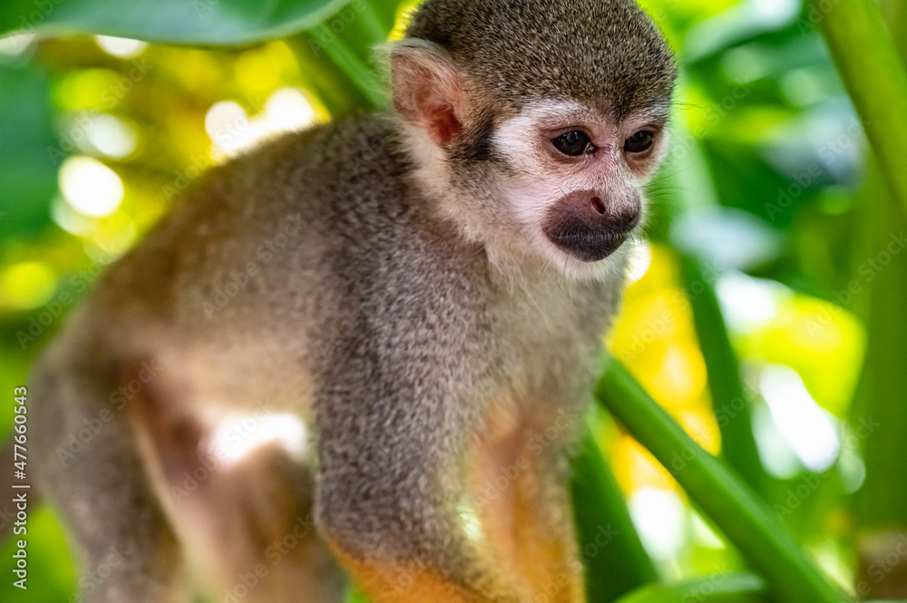 Fototapeta premium squirrel monkey in the park