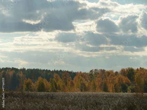 autumn forest in the forest