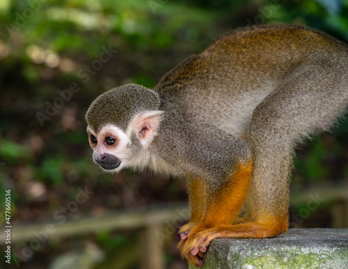 Photography squirrel monkey in the park