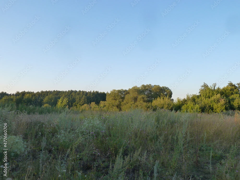 landscape with trees