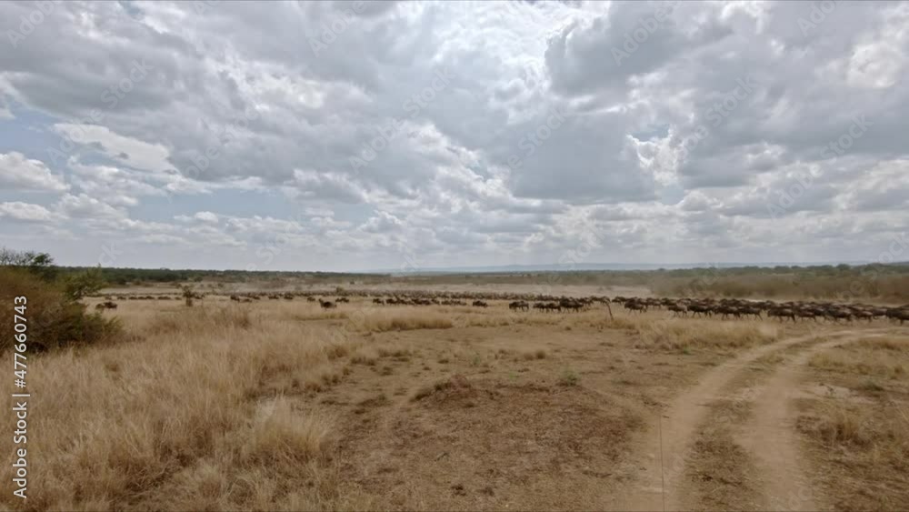 huge herd of blue wildebeest (Connochaetes mearnsi) on great migration thru Serengeti National Park, Tanzania, Africa huge herd of blue wildebeest (Connochaetes mearnsi) on great migration thru Serengeti National Park, Tanzania, Africa