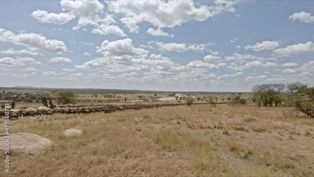 huge herd of blue wildebeest (Connochaetes mearnsi) on great migration thru Serengeti National Park, Tanzania, Africa