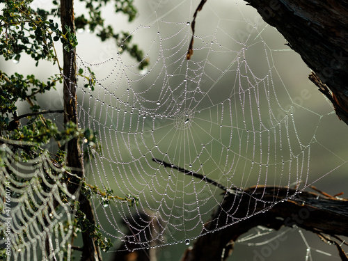 Beautiful photo of cobweb with dew drops