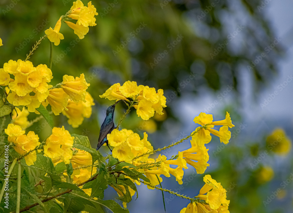 Yellow flowers in the forest with a blue and black bird. Yellow flowers in the forest with a blue and black bird.
