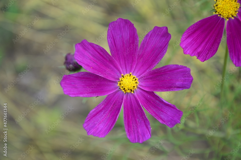 Cosmos flower (Cosmos Bipinnatus) with blurred background Cosmos flower (Cosmos Bipinnatus) with blurred background