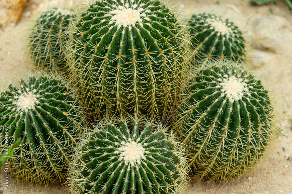 Cactus in the glass house Cactus in the glass house