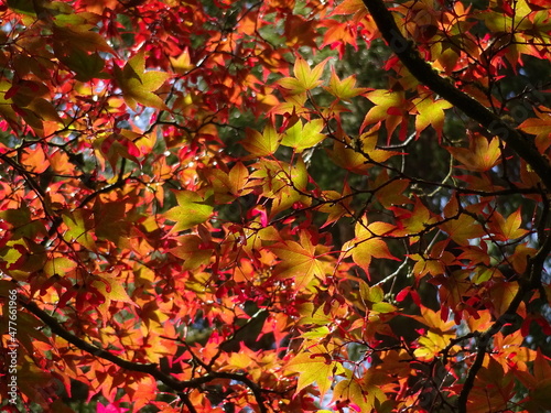 Get close to nature with this beautiful photograph of the sunshine illuminating the colours of the autumn leaves.
