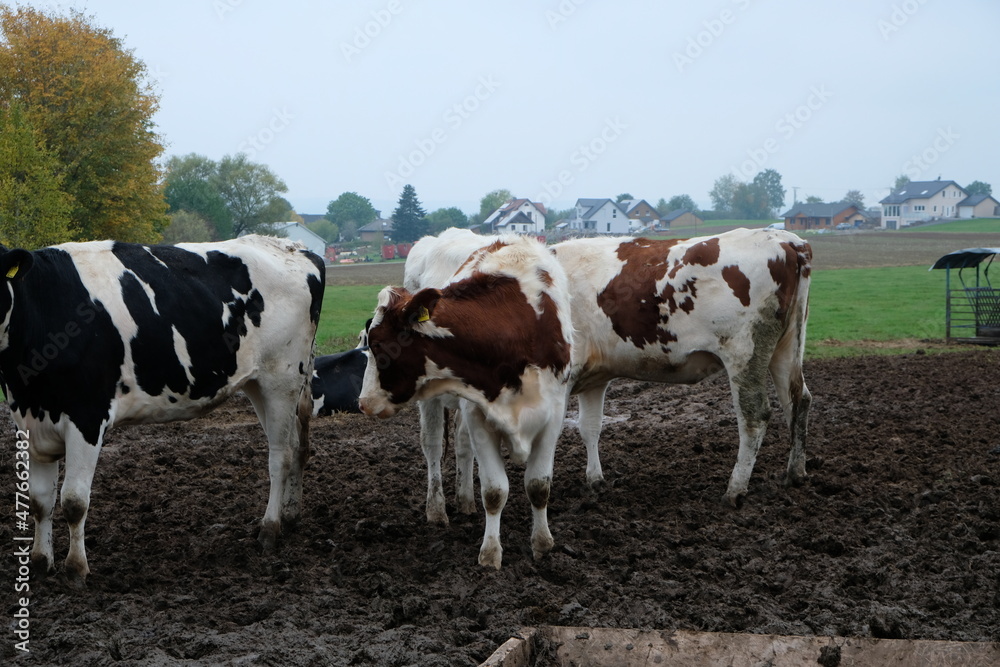 FU 2020-10-17 Gerolstein 165 Kühe stehen auf der Weide im Matsch
