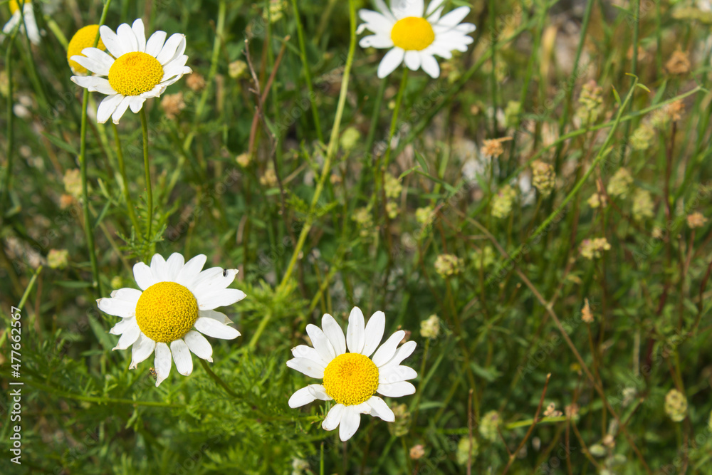Summer flower background. White chamomile in green grass. Close-up.