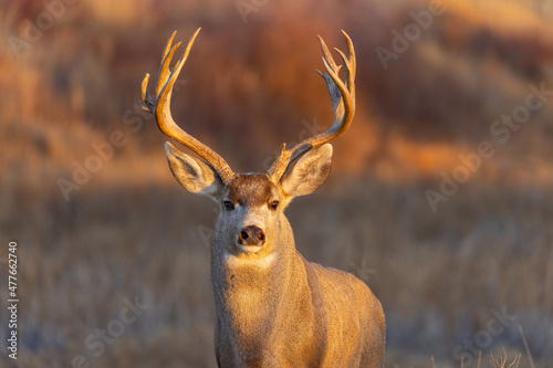 Mule Deer Buck During the Rut in Colorado in Autumn