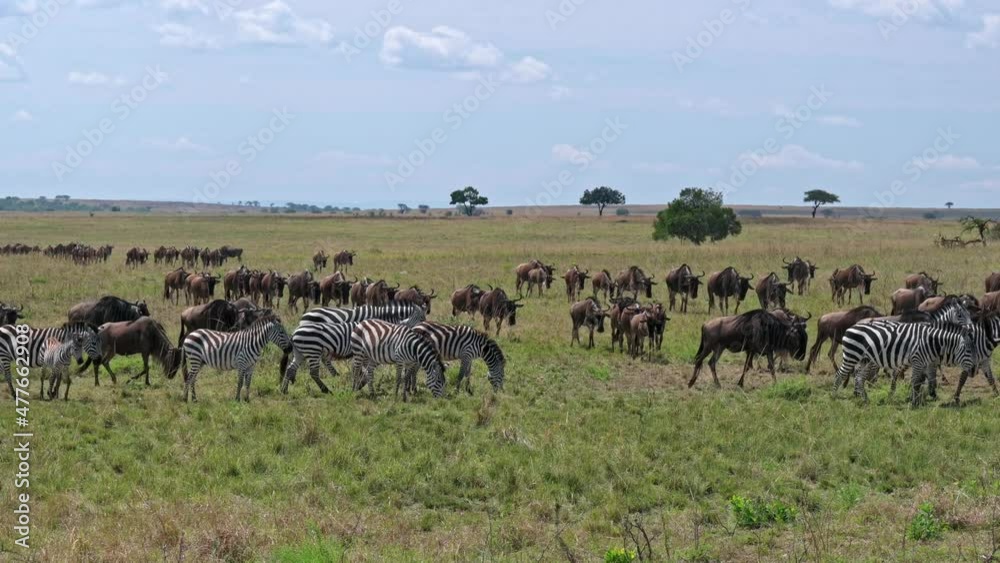 huge herd of blue wildebeest (Connochaetes mearnsi) and zebras on great migration thru Serengeti National Park, Tanzania, Africa huge herd of blue wildebeest (Connochaetes mearnsi) and zebras on great migration thru Serengeti National Park, Tanzania, Africa