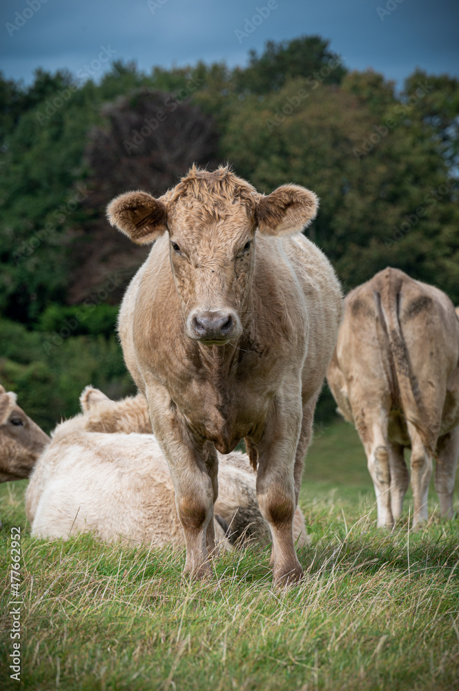 Cows in a field in late summer Cows in a field in late summer
