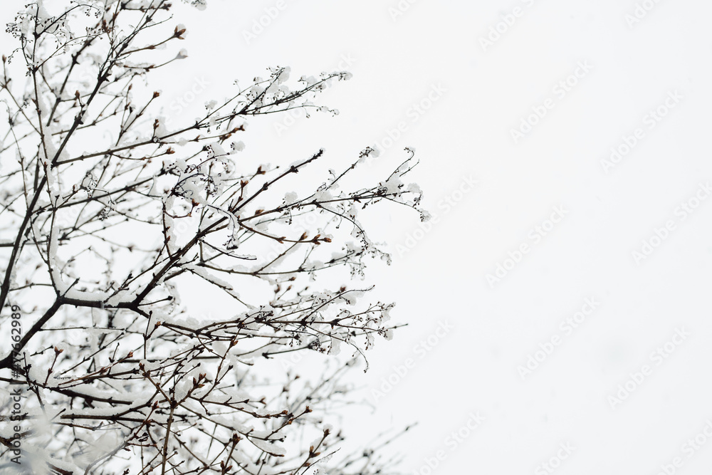 Snow and Ice Covered Branches Against White Background with Negative Space
