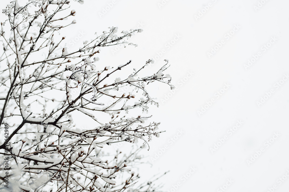Snow and Ice Covered Branches Against White Background with Negative Space Snow and Ice Covered Branches Against White Background with Negative Space