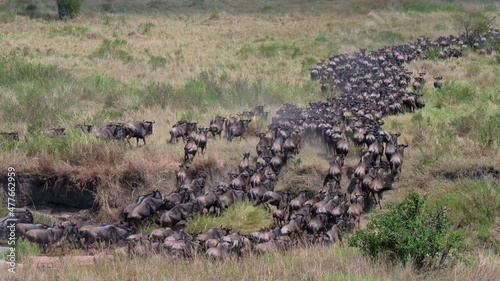 huge herd of blue wildebeest (Connochaetes mearnsi) on great migration thru Serengeti National Park, Tanzania, Africa photo