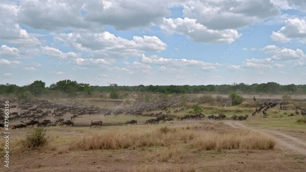 huge herd of blue wildebeest (Connochaetes mearnsi) on great migration thru Serengeti National Park, Tanzania, Africa huge herd of blue wildebeest (Connochaetes mearnsi) on great migration thru Serengeti National Park, Tanzania, Africa