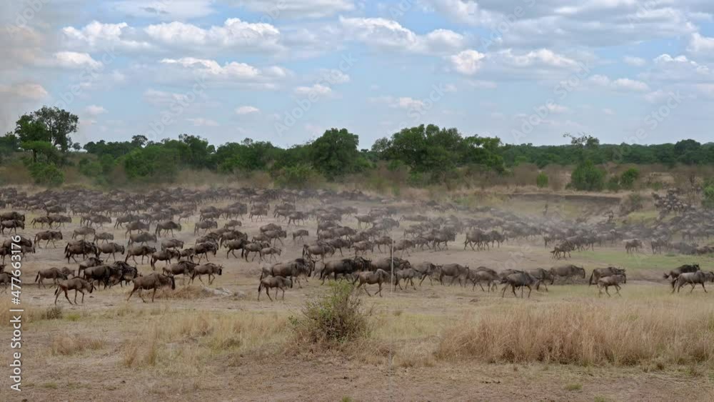 huge herd of blue wildebeest (Connochaetes mearnsi) on great migration thru Serengeti National Park, Tanzania, Africa huge herd of blue wildebeest (Connochaetes mearnsi) on great migration thru Serengeti National Park, Tanzania, Africa