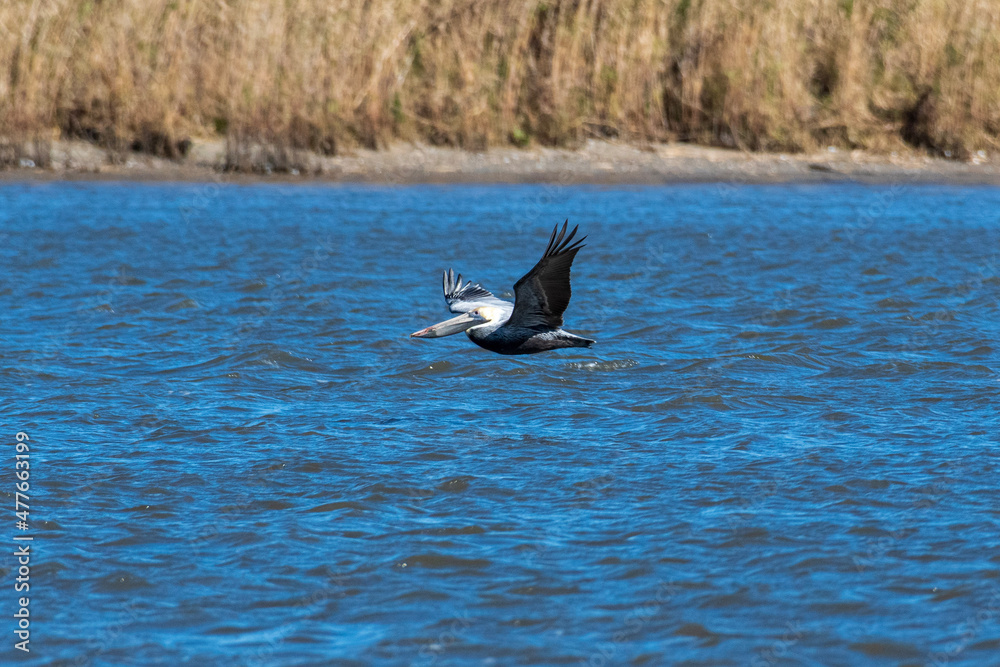 Fototapeta premium seagull in flight