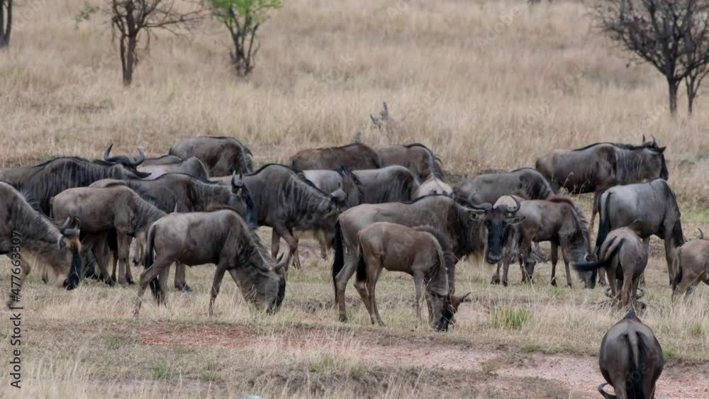 huge herd of blue wildebeest (Connochaetes mearnsi) on great migration thru Serengeti National Park, Tanzania, Africa